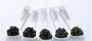 Il caviale di Calvisius.